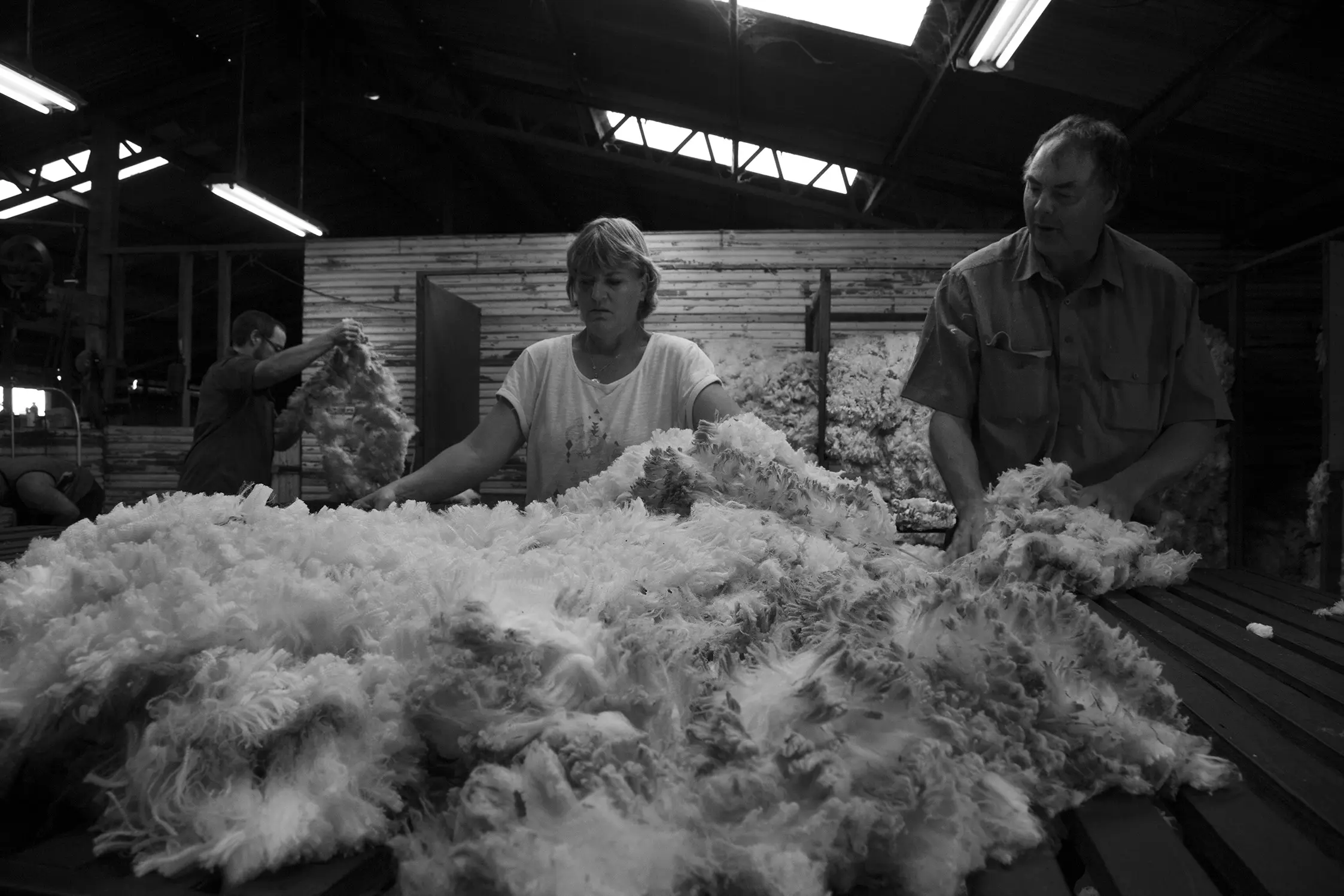 Workers sorting and handling raw wool inside a processing shed, with large piles of fleece spread across tables.